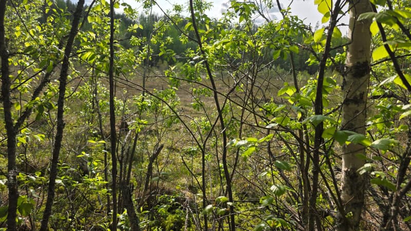 KHO linjasi vuokrasopimuksen päättymisen merkityksestä vesitaloushankkeessa